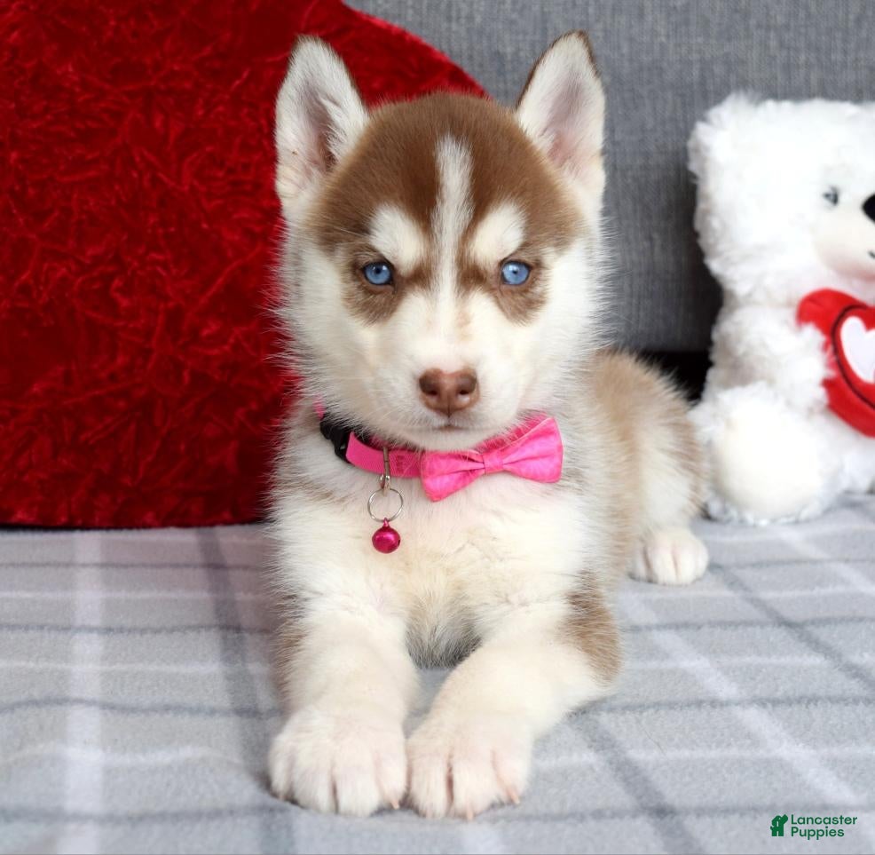 Siberian Husky dogs Cassie - Ad 2