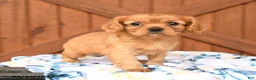 Cavalier King Charles Spaniel dogs for sale: Queenie - Ad 2