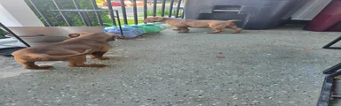 American Bully 1