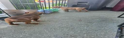 American Bully dogs for sale: American Bully 1 - Ad 1