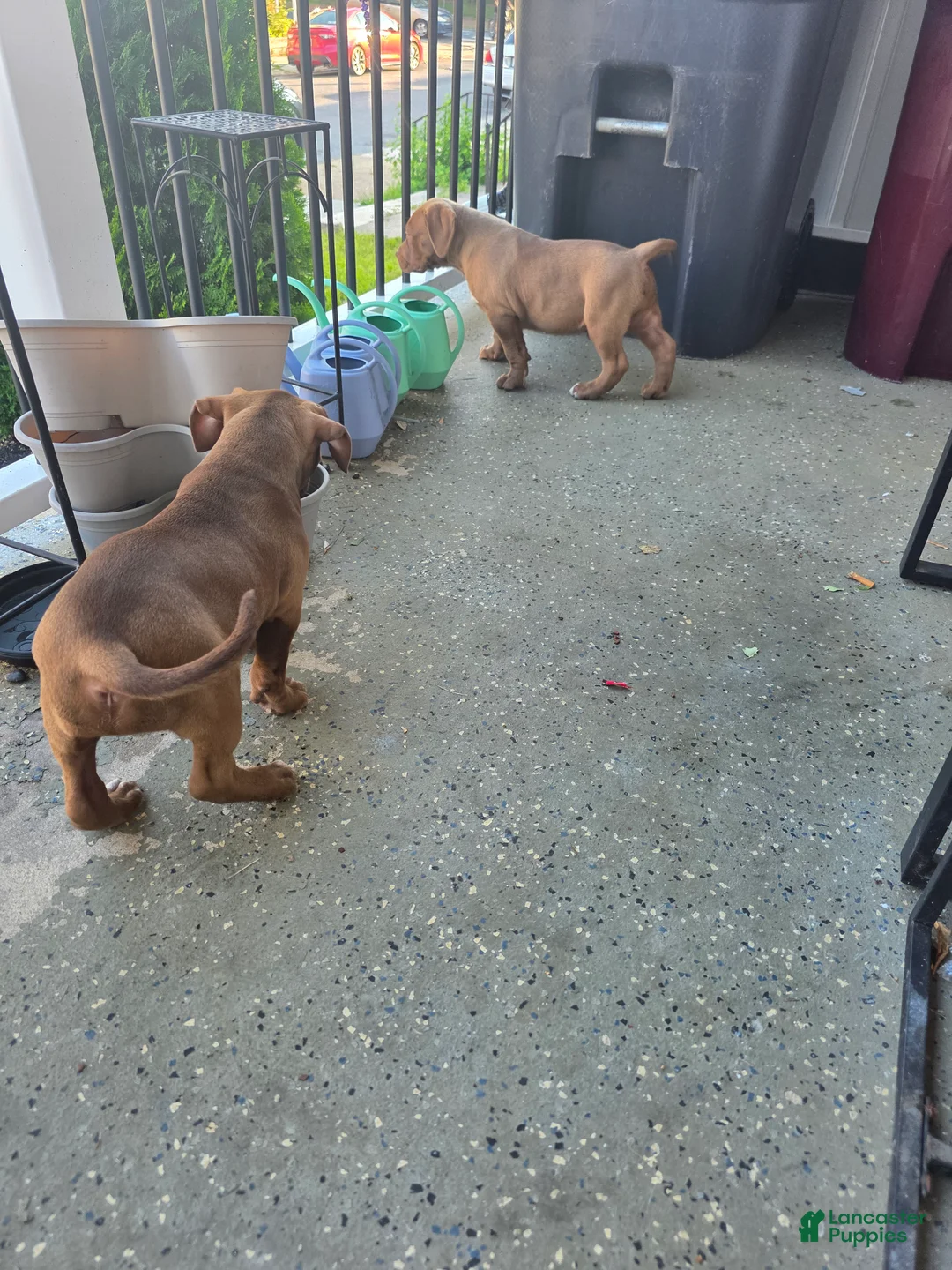 American Bully dogs for sale: American Bully 1 - Ad 1