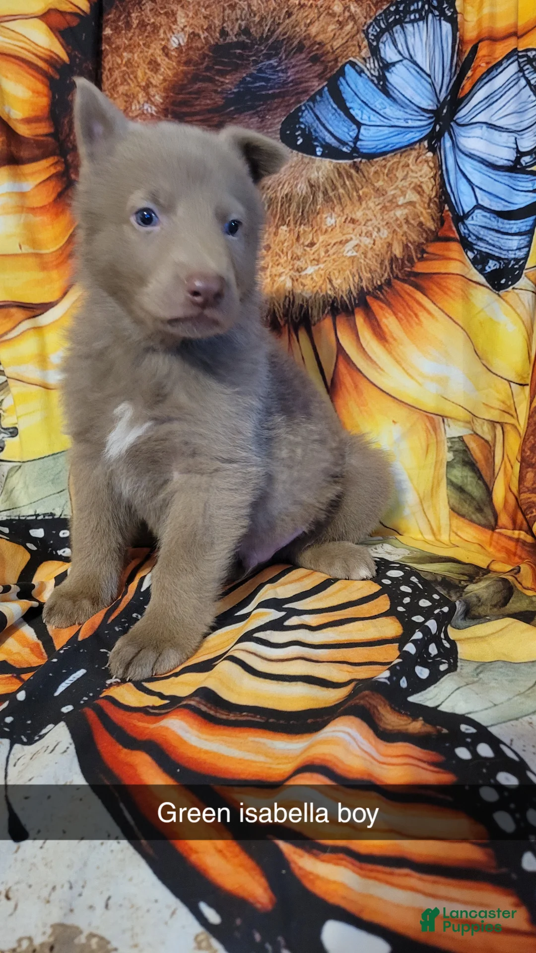 German Shepherd dogs for sale: Green Isabella Male  - Ad 1