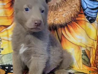 German Shepherd dogs Green Isabella Male - Ad 20