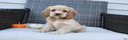 Cocker Spaniel dogs for sale: Timber - Ad 3