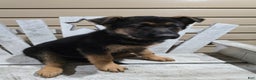 German Shepherd dogs for sale: Max - Ad 5