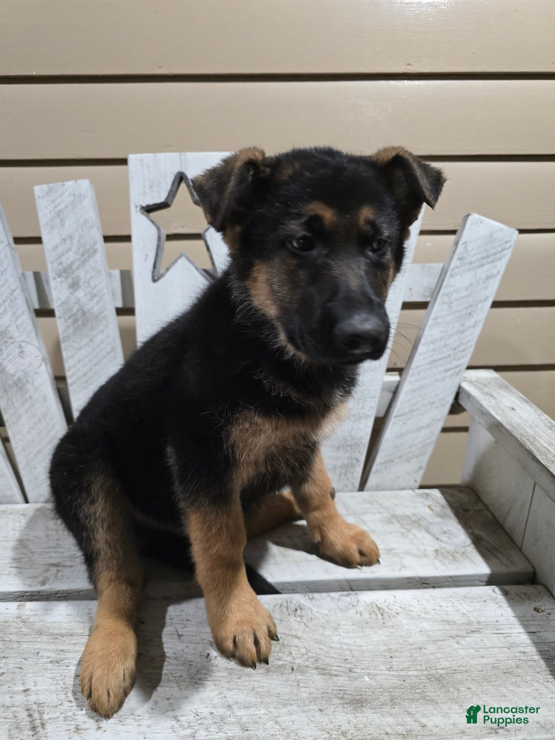 German Shepherd dogs for sale: Max - Ad 5
