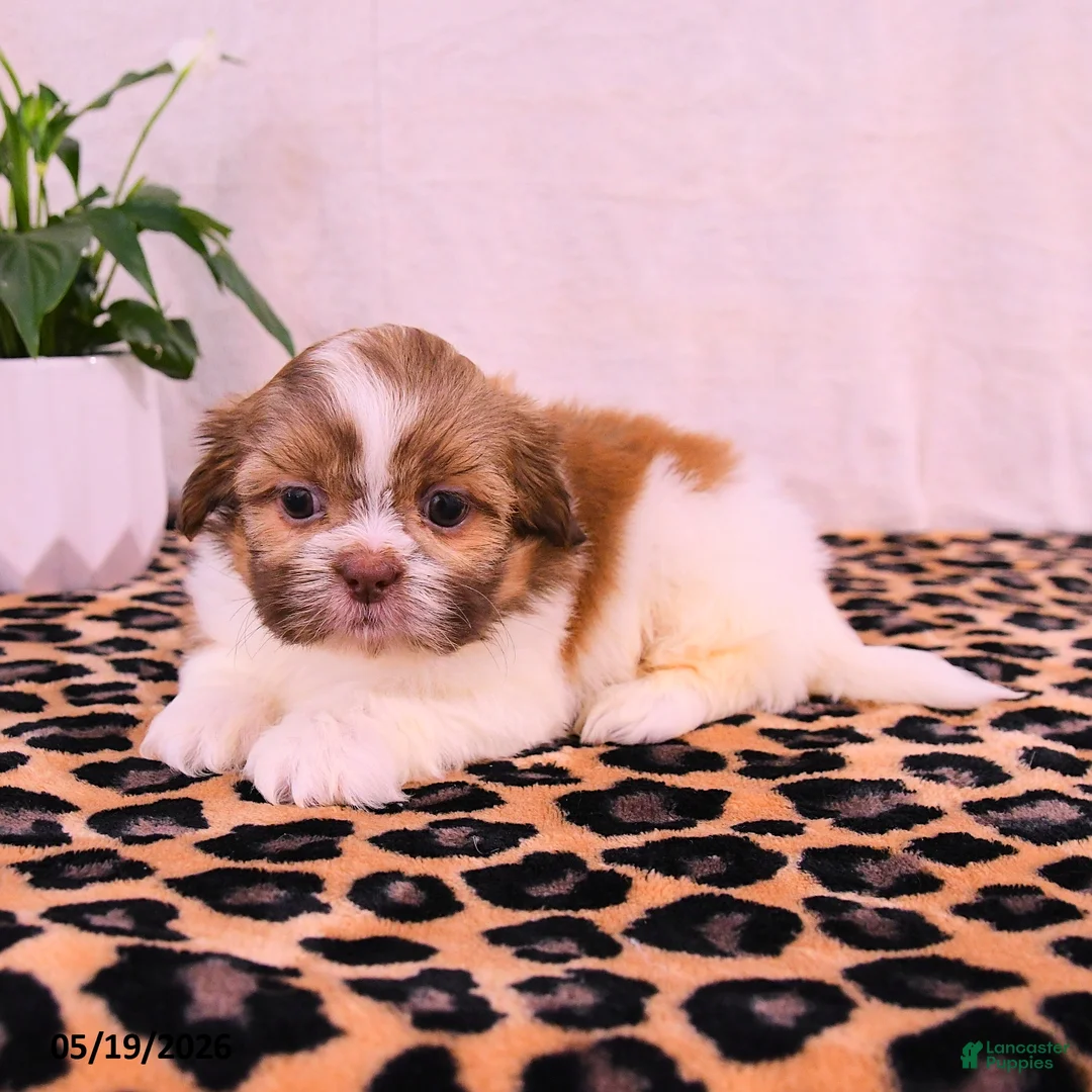 Shih Tzu dogs for sale: Stella - Ad 3