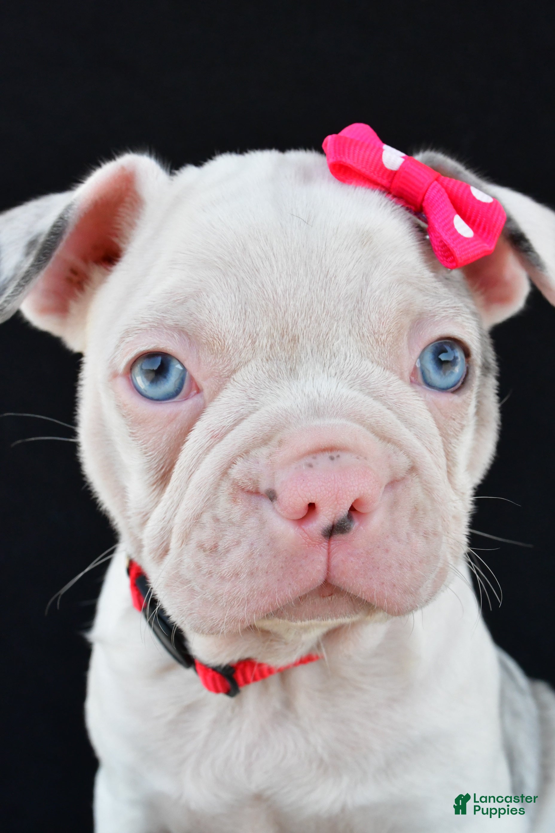 Frenchton dogs Donna - Ad 2