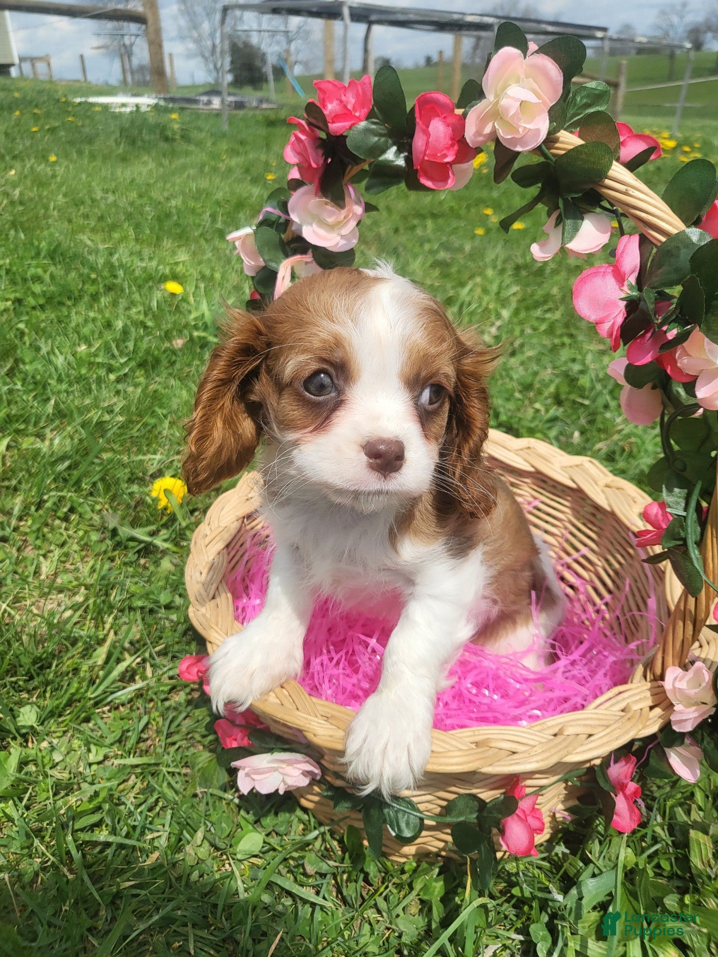 Cavalier King Charles Spaniel dogs Cavalier King Charles Spaniel Puppy 2 - Ad 2