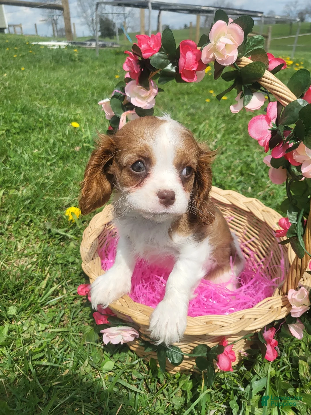 Cavalier King Charles Spaniel dogs for sale: Cavalier King Charles Spaniel Puppy 2 - Ad 2