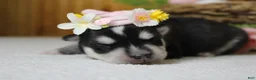 Siberian Husky dogs for sale: Kira  - Ad 8
