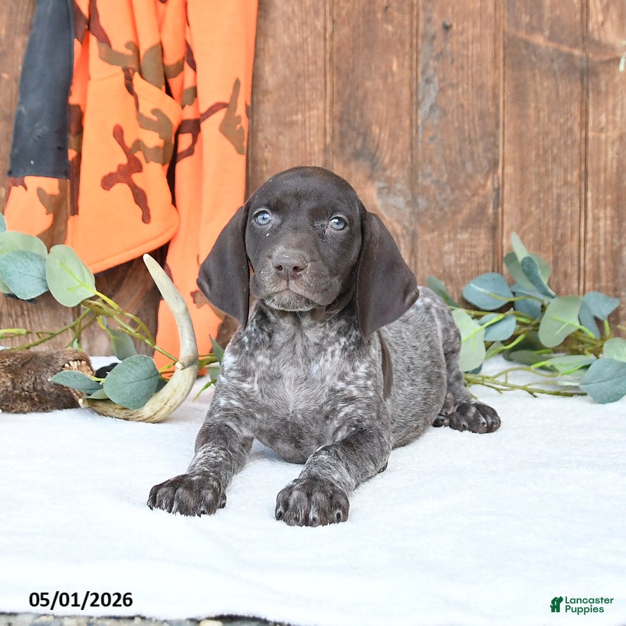 German Shorthaired Pointer dogs Mindy - Ad 2