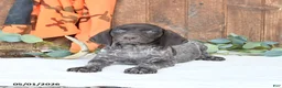 German Shorthaired Pointer dogs for sale: Mindy - Ad 2