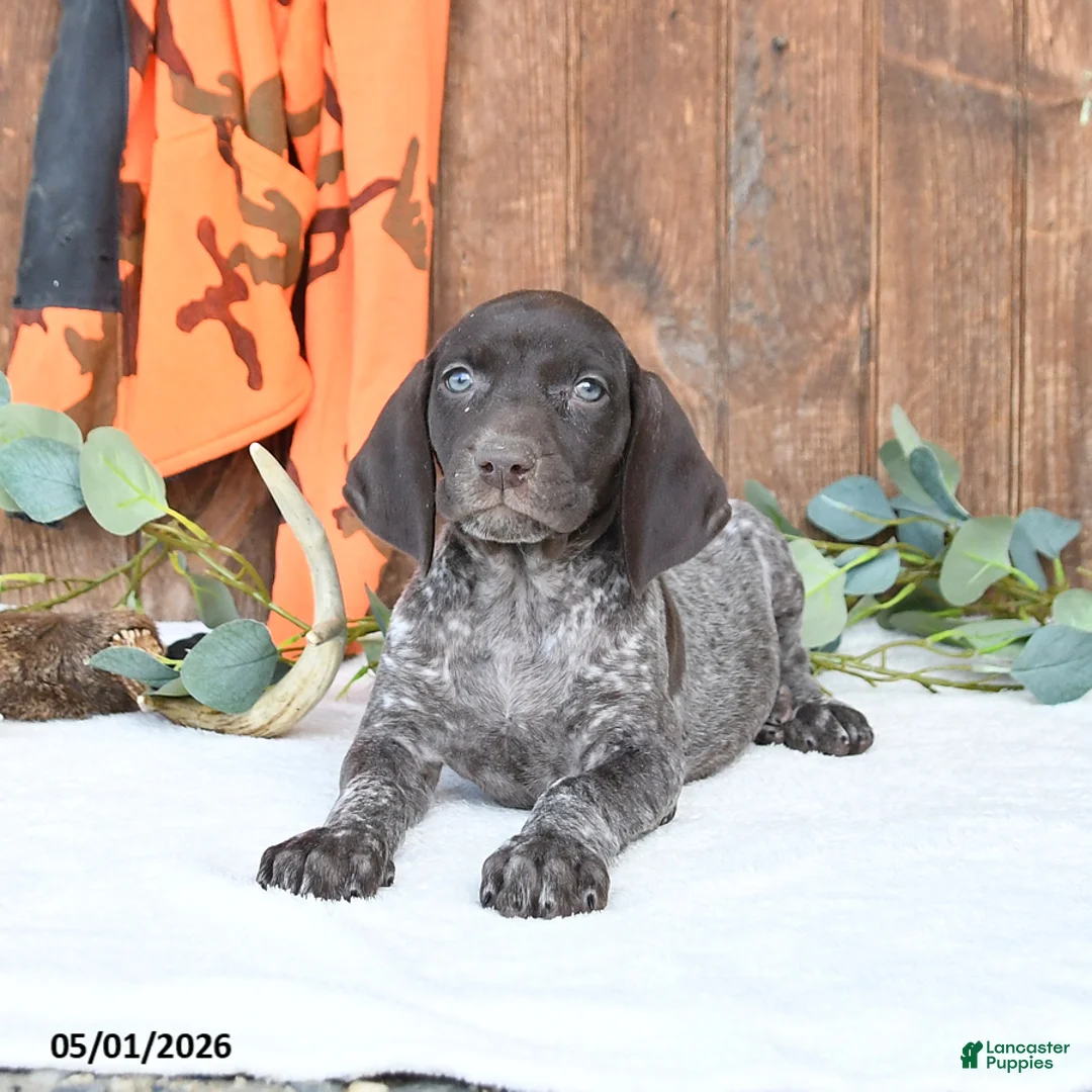 German Shorthaired Pointer dogs for sale: Mindy - Ad 2