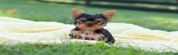 Yorkshire Terrier dogs for sale: Miranda - Ad 6