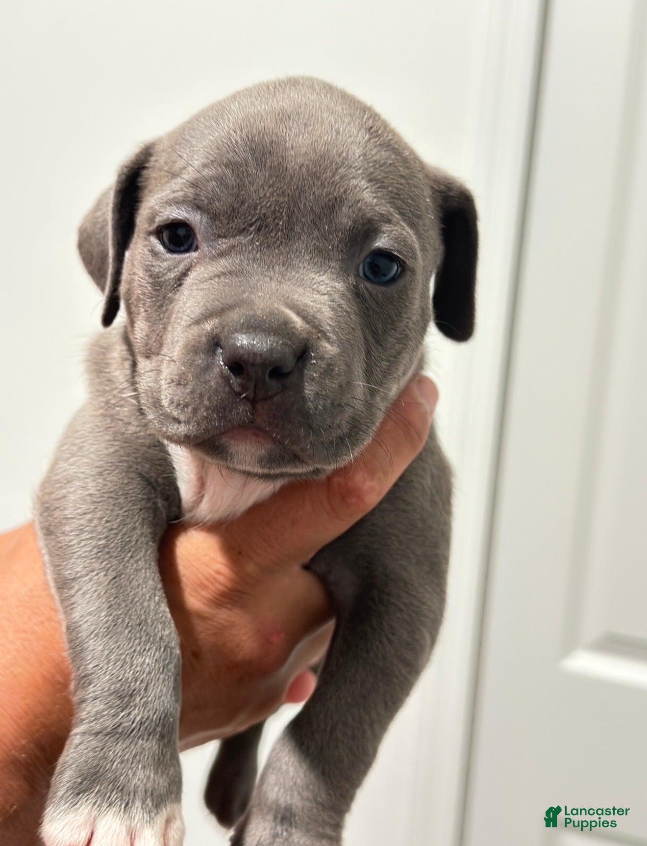 Mixed Breed dogs Blue collar - Ad 26