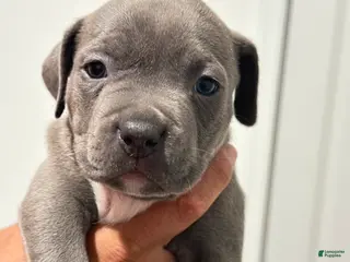 Mixed Breed dogs Blue collar - Ad 26