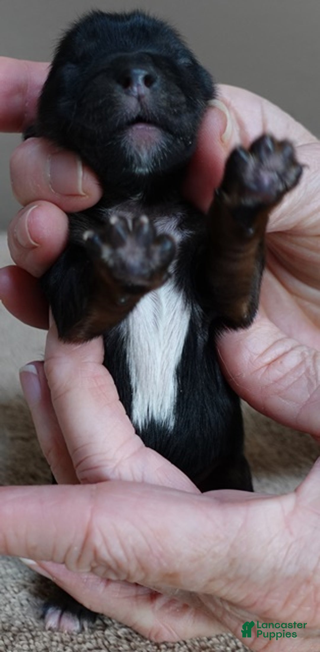 Yorkshire Terrier dogs for sale: Cairo black face - Ad 2