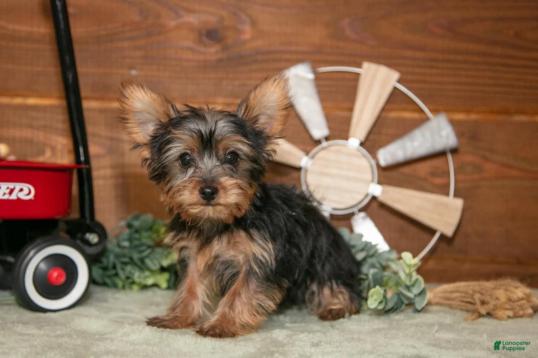 Yorkshire Terrier dogs for sale: Reggie - Ad 2