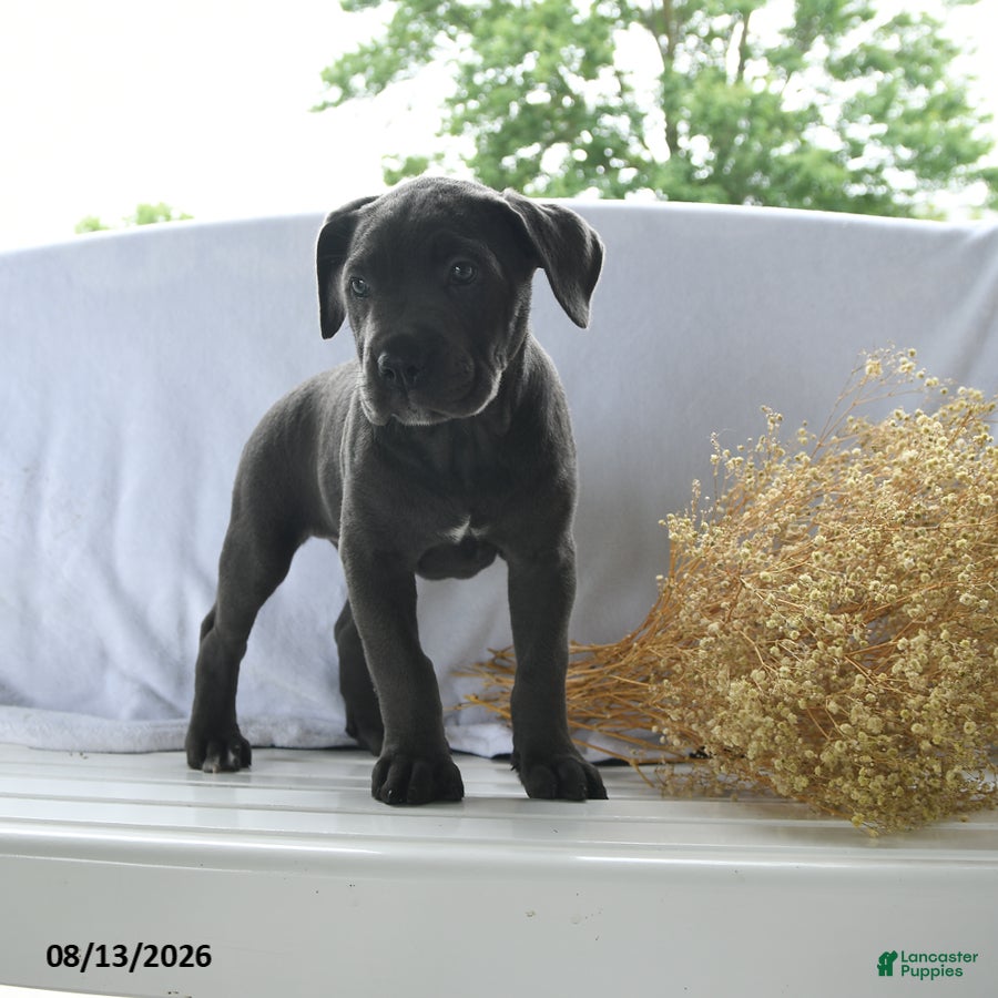 Cane Corso dogs Athena - Ad 2