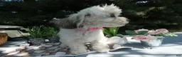 Teddy Bear dogs for sale: Teddy Bear 7 Tess - Ad 5