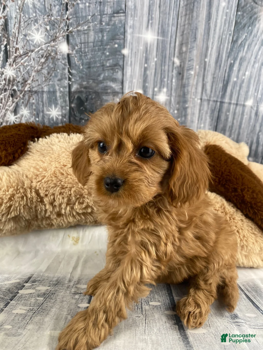 Cavapoo dogs for sale: Mabel - Ad 7