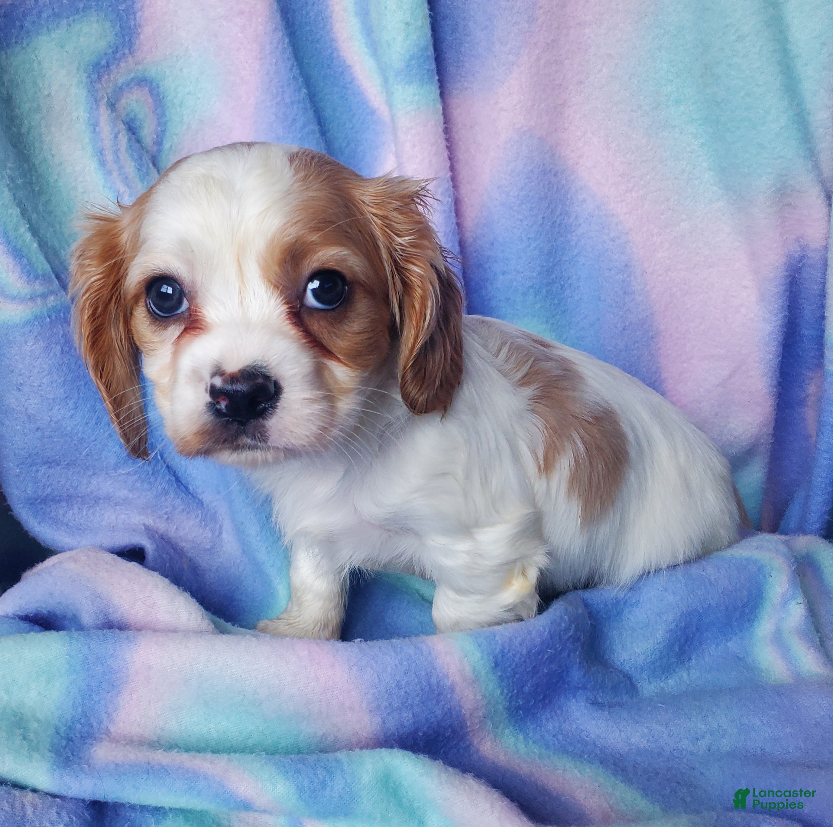 Cavachon dogs Kacie - Ad 2