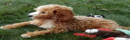 Mini Goldendoodle dogs for sale: Brody - Ad 4