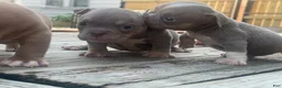 American Bully dogs for sale: Katana  - Ad 5
