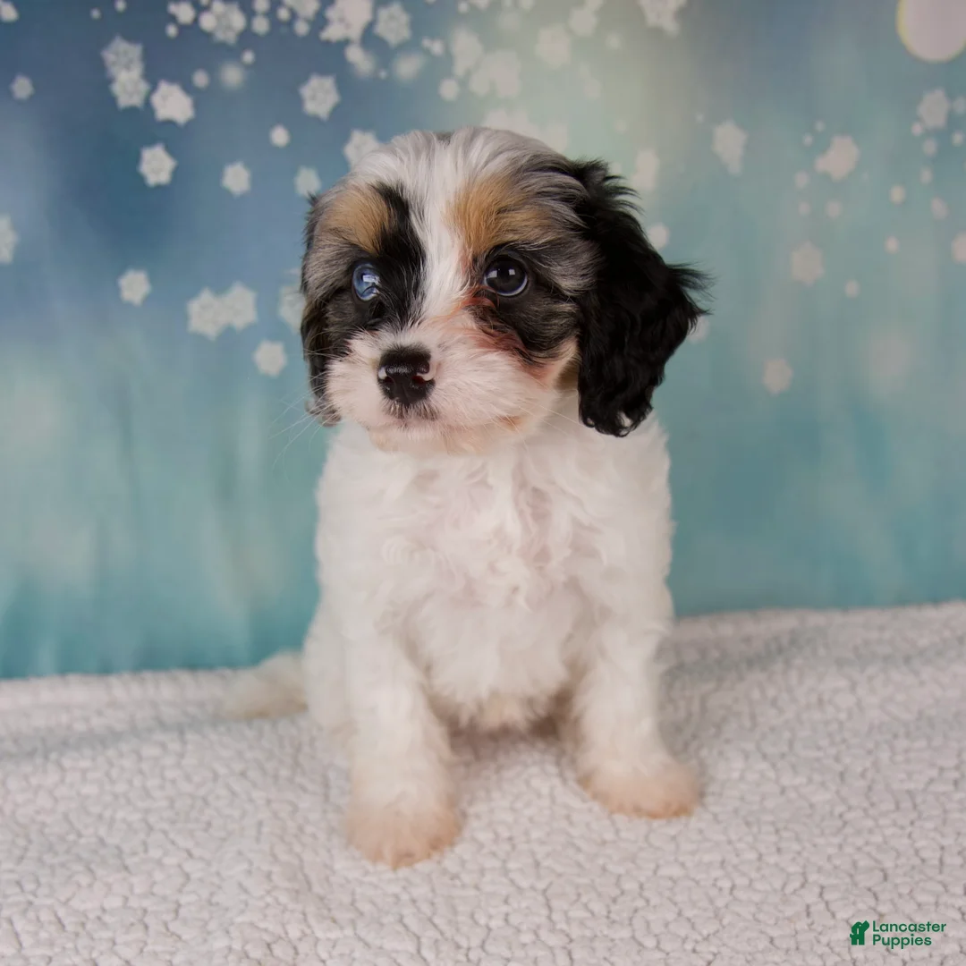 Cavapoo dogs for sale: Mia - Ad 5