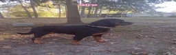 Rottweiler dogs for sale: Rottweiler Puppy 1 - Ad 10