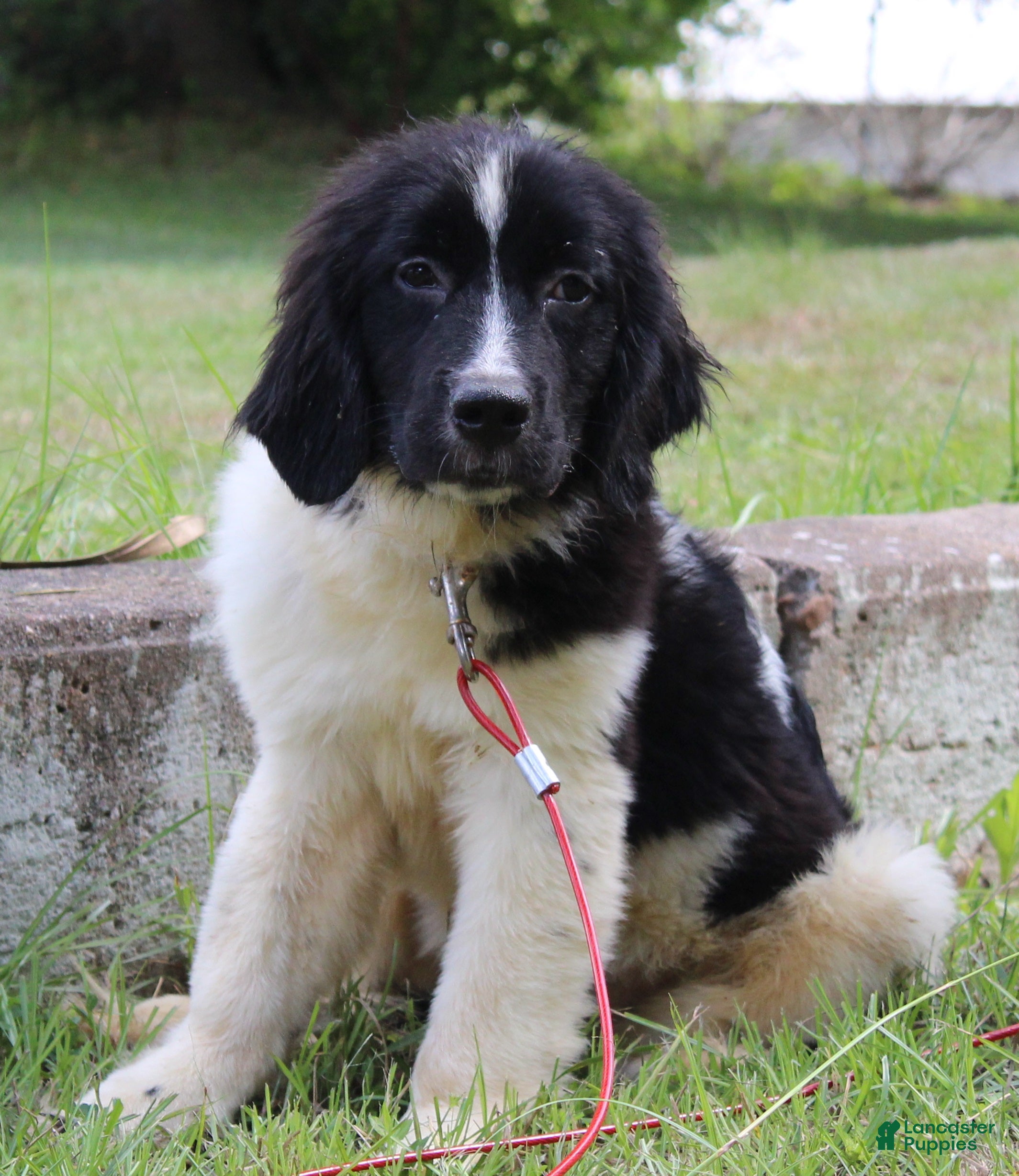 Newfoundland dogs Millie - Ad 2