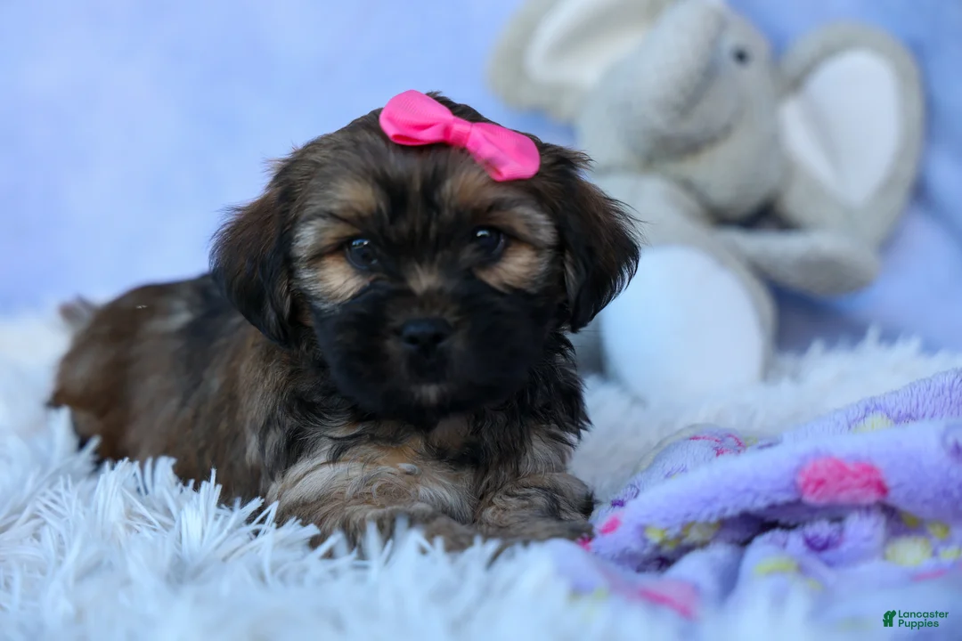 Shorkie dogs for sale: SADIE - Ad 1
