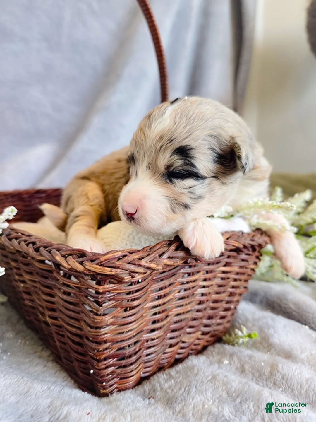 Aussiedoodle dogs for sale: Snap Melon - Ad 2