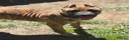 Presa Canario dogs for sale: Peanut - Ad 1