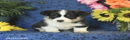 Welsh Corgi Pembroke dogs for sale: Gus - Ad 7