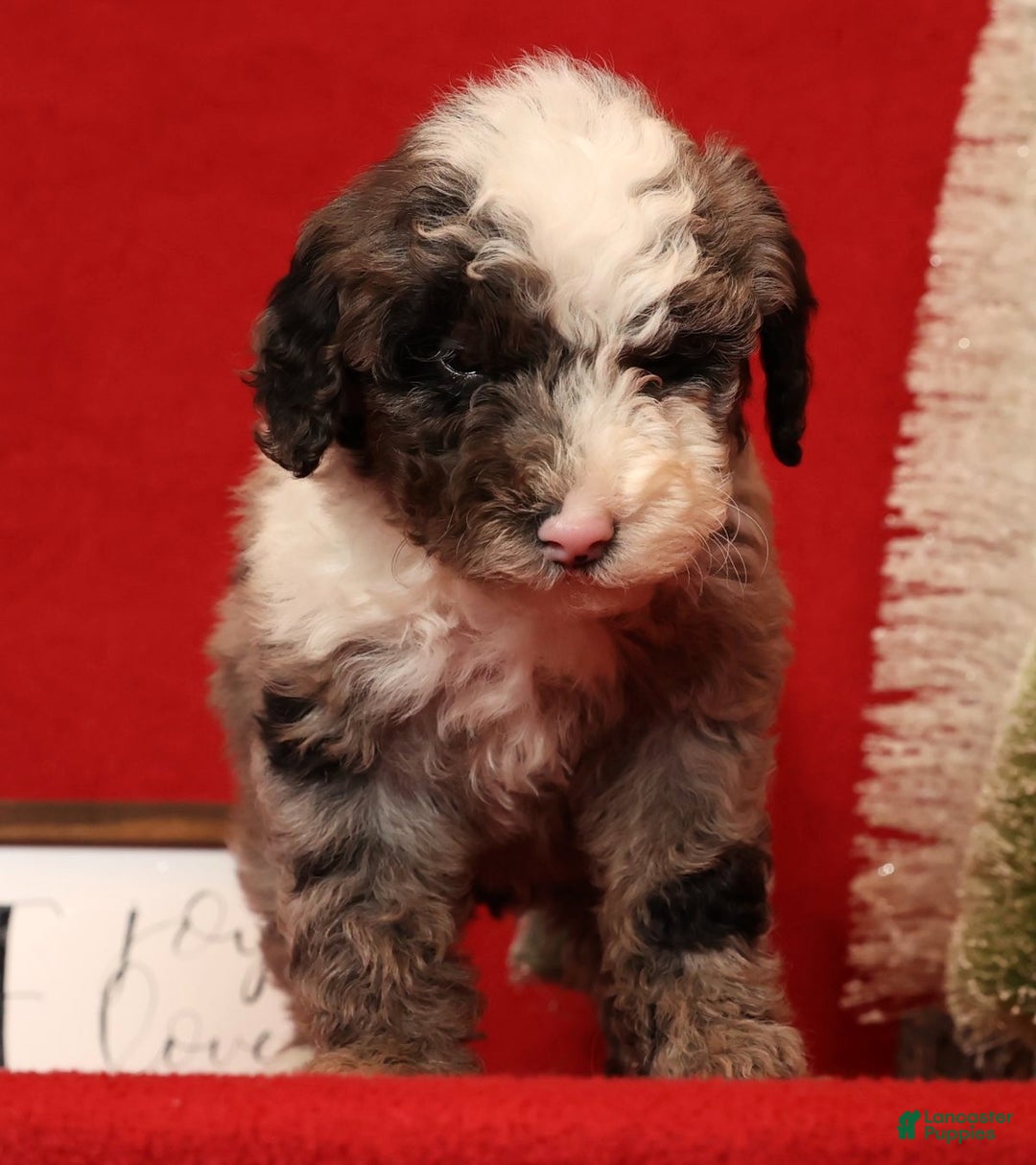 Miniature Poodle dogs for sale: Jasper - Ad 3