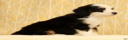 Mini Bernedoodle dogs for sale: Bella - Ad 2