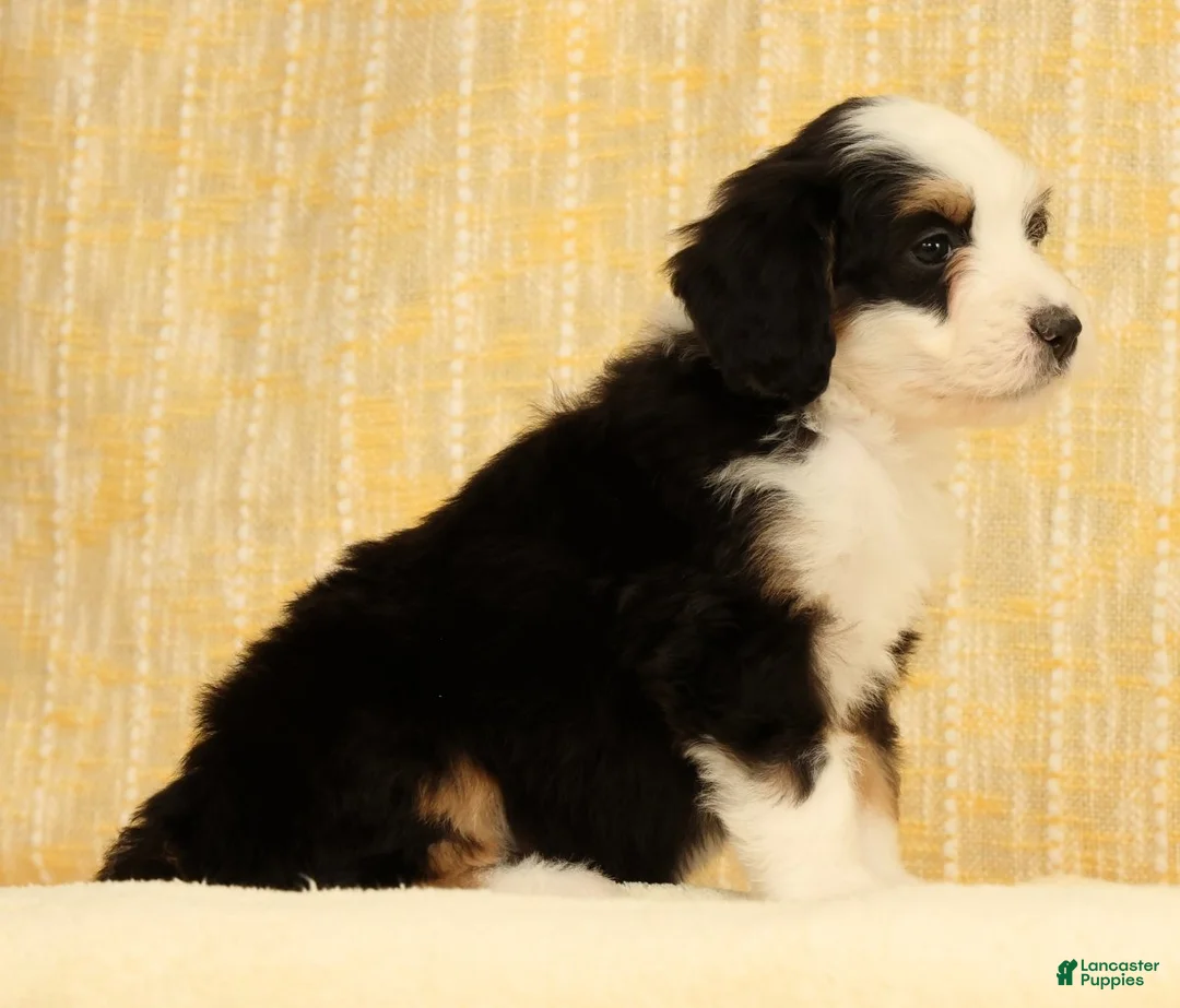 Mini Bernedoodle dogs for sale: Bella - Ad 2