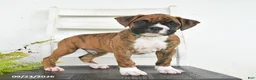 Boxer dogs for sale: Bandit - Ad 2