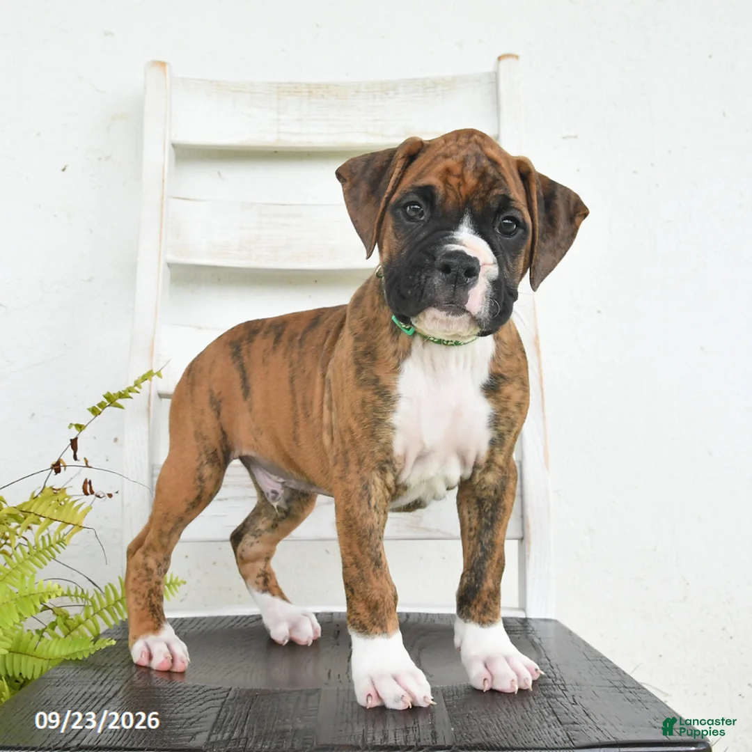 Boxer dogs for sale: Bandit - Ad 2