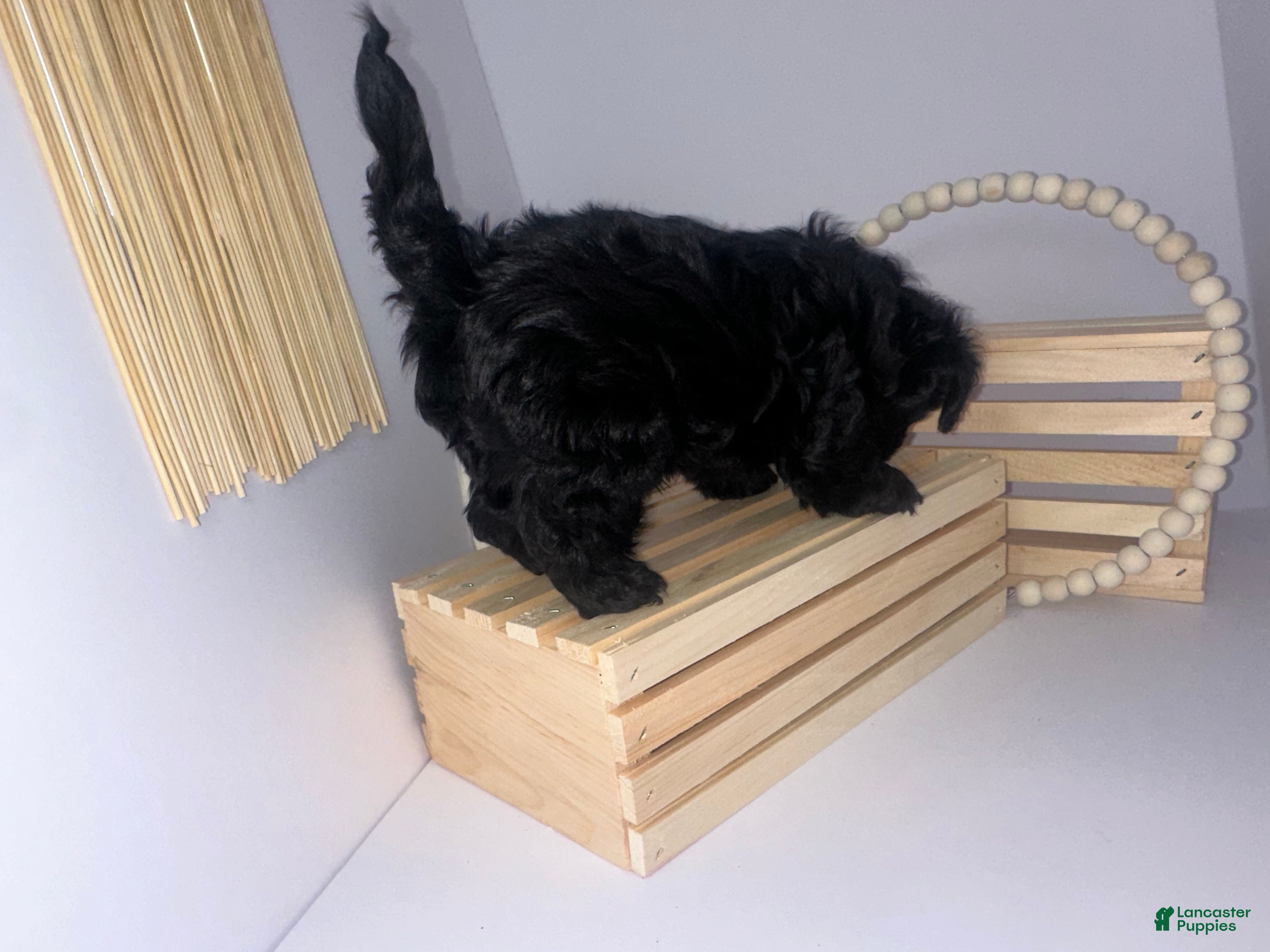 Mixed Breed dogs King - Ad 2