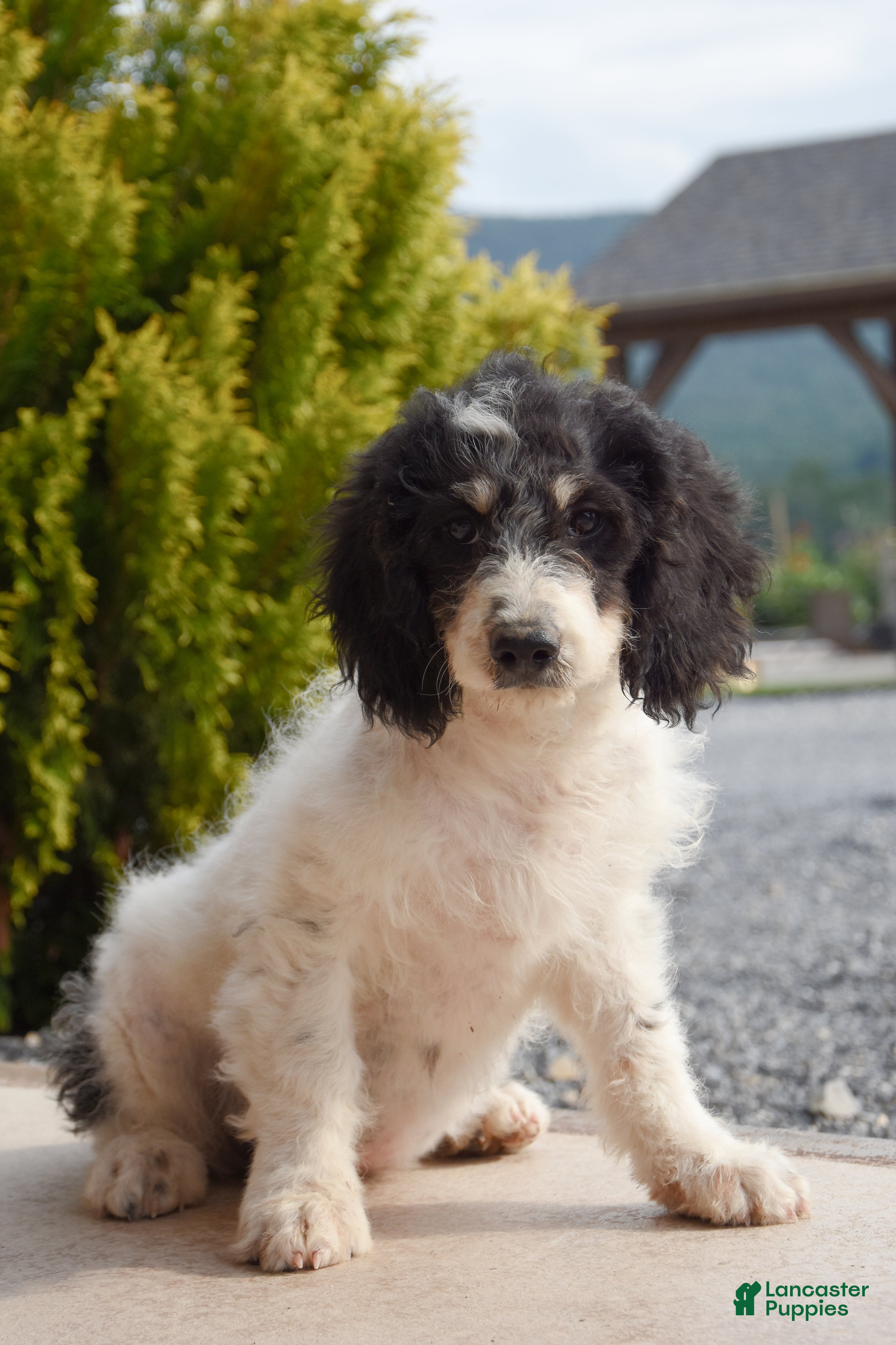 Mini Goldendoodle dogs Aaron - Ad 2