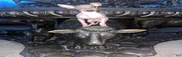 Rat Terrier dogs for sale: Luka American hairless terrier (rat terrier) - Ad 5