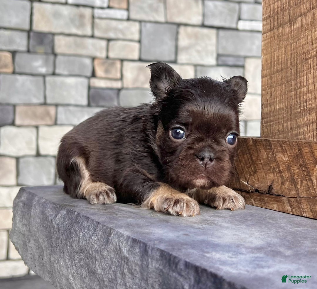 French Bulldog dogs for sale: Kelli - Ad 1