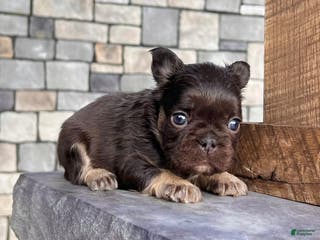 French Bulldog dogs Kelli - Ad 15