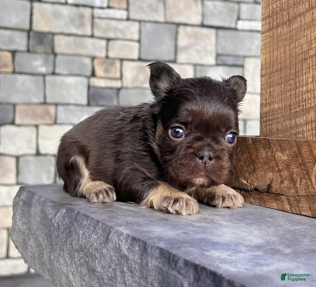 French Bulldog dogs for sale: Kelli - Ad 1