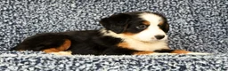 Bernese Mountain Dog dogs for sale: Carla - Ad 6