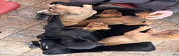 Mixed Breed dogs for sale: London - Ad 12