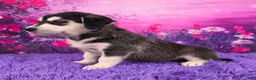 Goberian dogs for sale: Opal - Ad 3